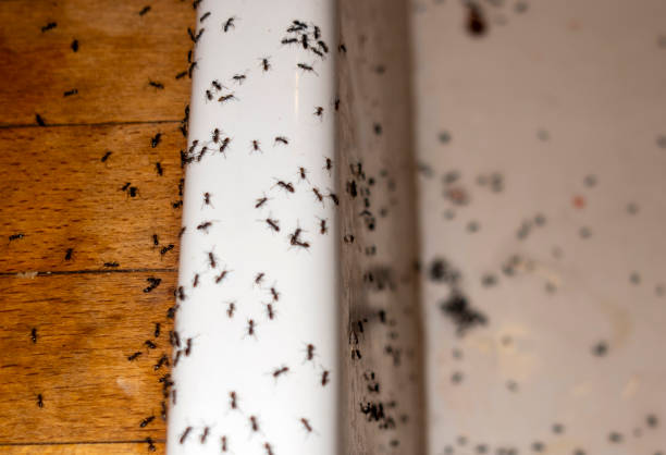 Flea Control Services in Aberdeen Proving Ground, MD